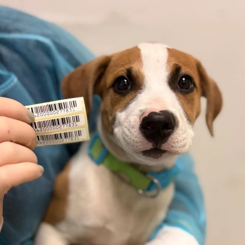 A baby small-sized female Yellow / Tan / Blond / Fawn Mixed Breed dog named Macadamia for adoption in Charleston, WV