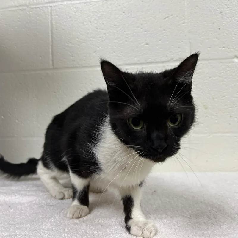 An adult medium-sized female Black Domestic Short Hair cat named Lacuna for adoption in Verona, VA