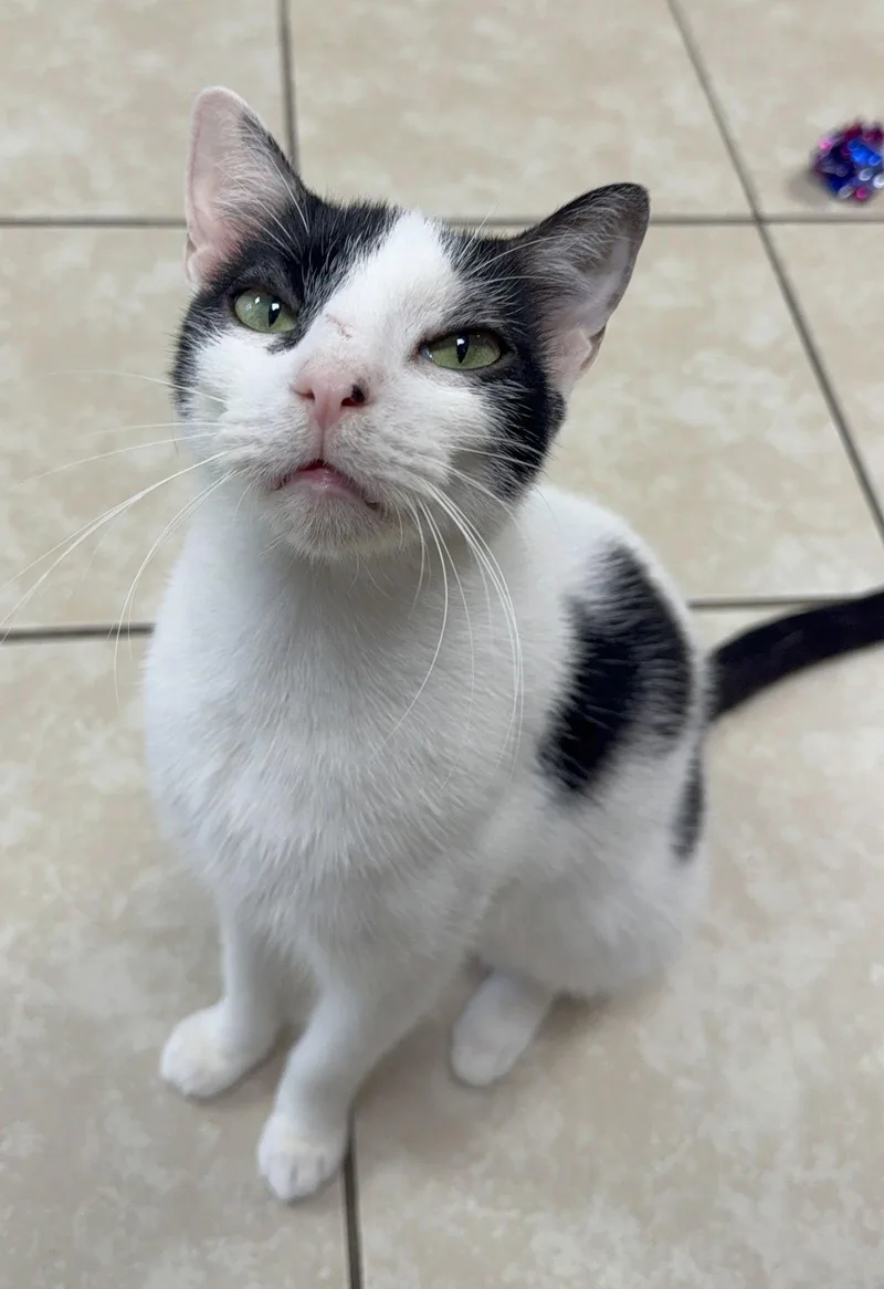 Latino Yo thumbnail 2