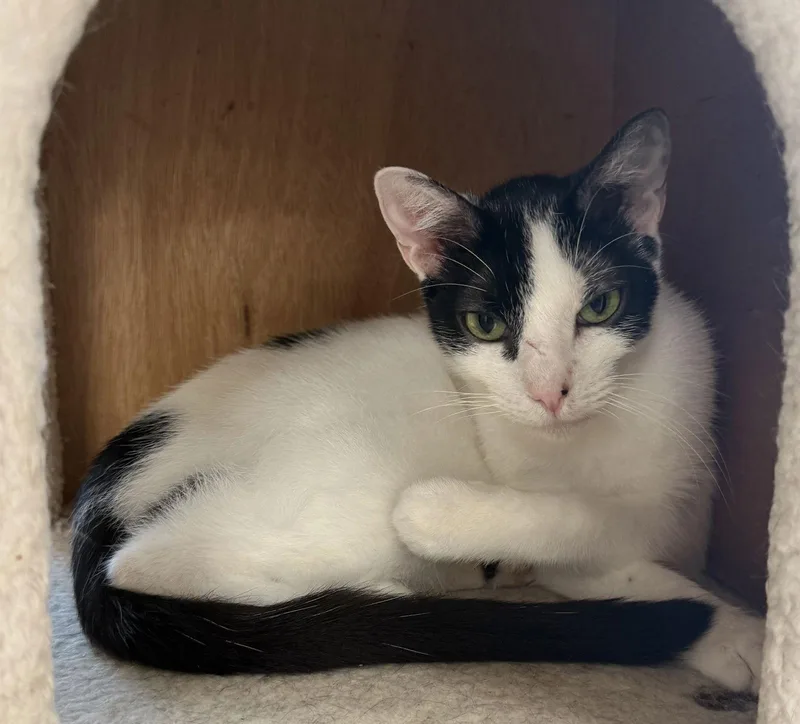 Latino Yo thumbnail 3