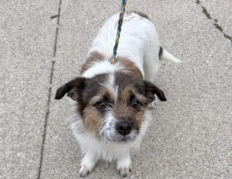 An adult small-sized female Tricolor (Brown, Black, & White) Parson Russell Terrier dog named Munchkin for adoption in Columbus, IN