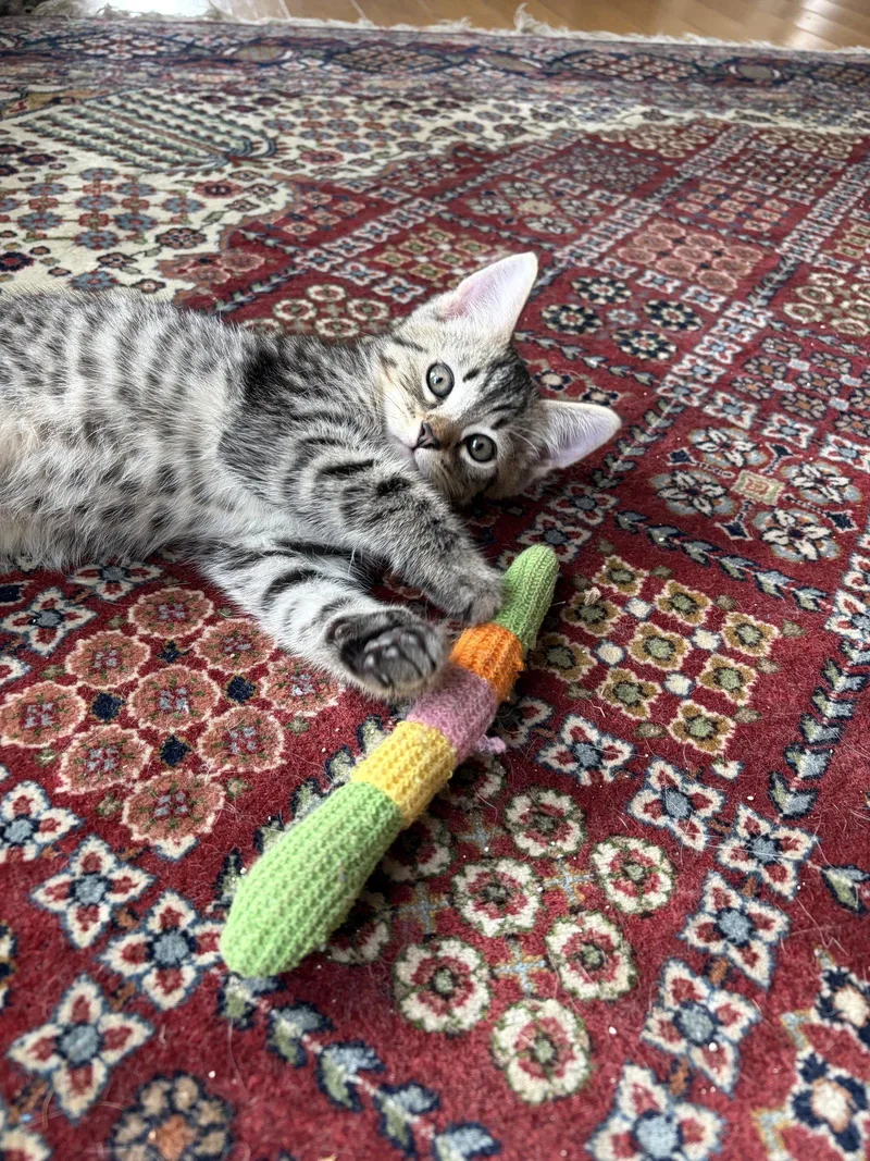 A baby medium-sized male Domestic Short Hair cat named Theodore for adoption in Escondido, CA
