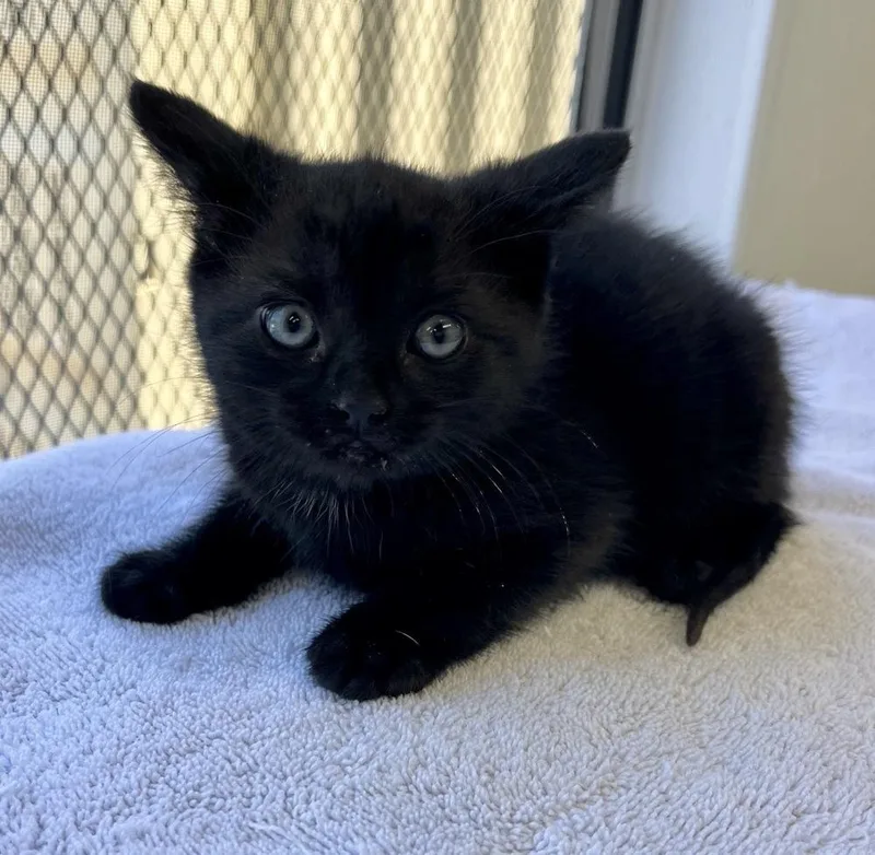 A baby small-sized male Black Domestic Short Hair cat named Bear for adoption in Chalfont, PA