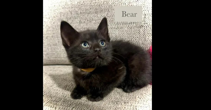 Bear thumbnail 5