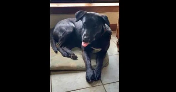 An adult large-sized female Labrador Retriever dog named Deputy Dawgs: Mia for adoption in Dallas, TX