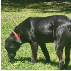 Deputy Dawgs: Mia thumbnail 2