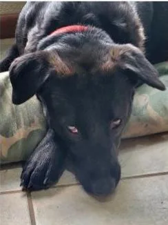Deputy Dawgs: Mia thumbnail 3
