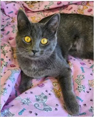 Franchesca