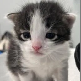 A baby extra large-sized male Black Domestic Short Hair cat named Jack for adoption in Oceanside, NY