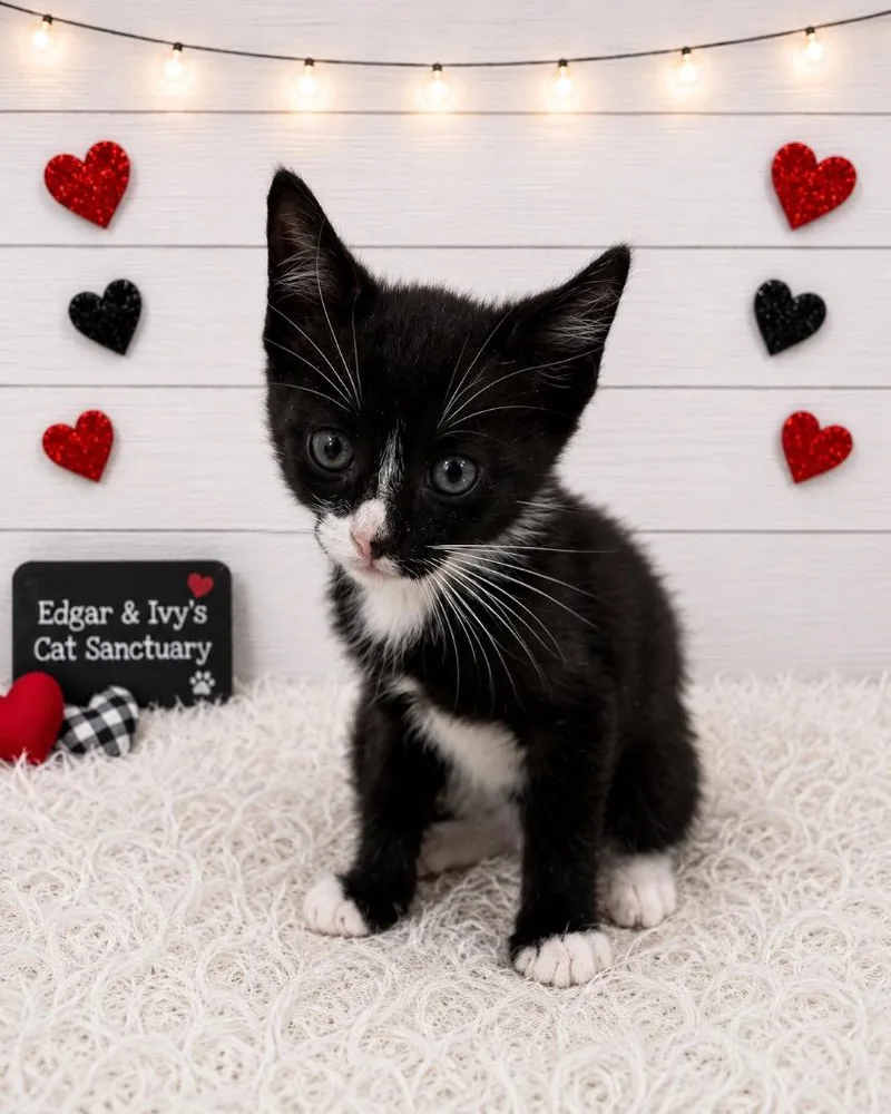 A baby small-sized male Domestic Short Hair cat named Little Pepper for adoption in Corpus Christi, TX
