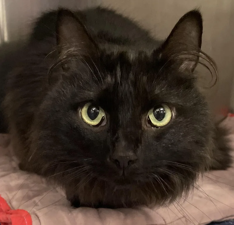 Binx