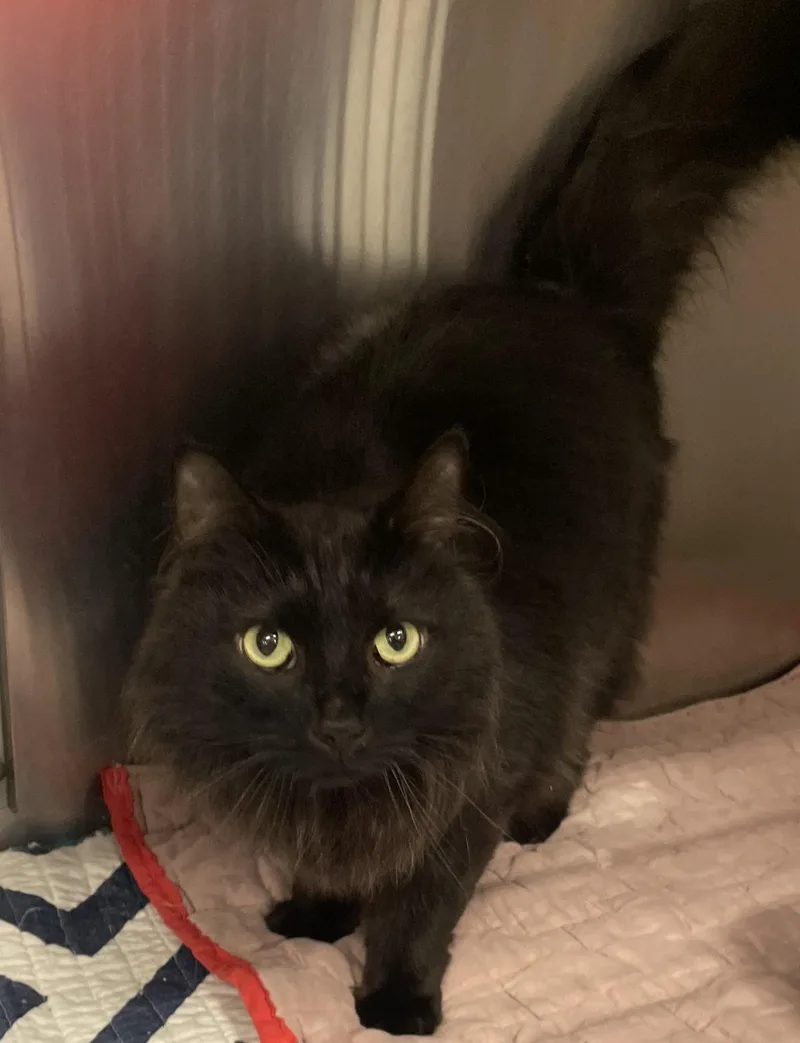 Binx thumbnail 2