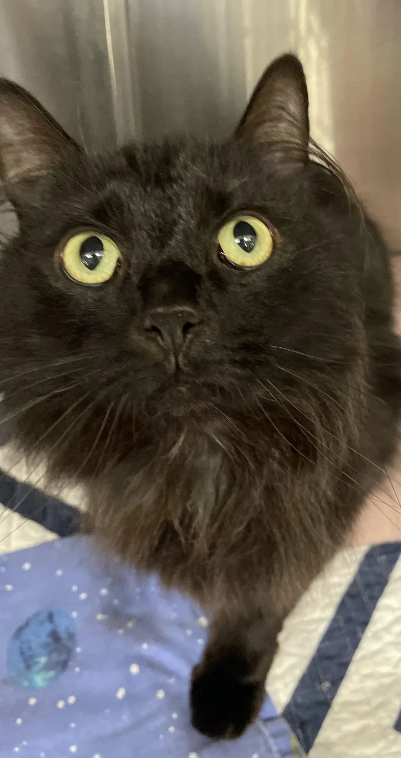 Binx thumbnail 3