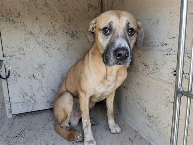 An adult large-sized male Black Mouth Cur dog named Carpenter for adoption in Garland, TX