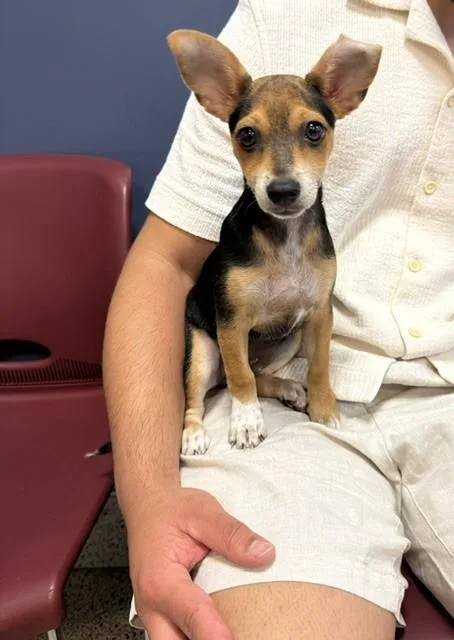A baby small-sized male Beagle dog named Astro for adoption in Miami, FL