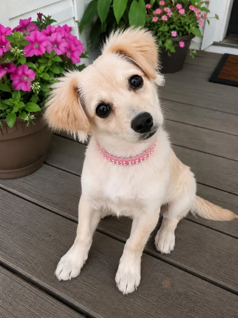 A baby small-sized female Apricot / Beige Terrier dog named Genevieve for adoption in Liverpool, TX