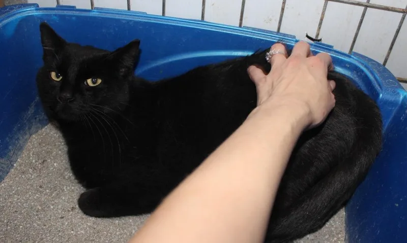 A young medium-sized male Domestic Short Hair cat named Freddy for adoption in Saint James, MN