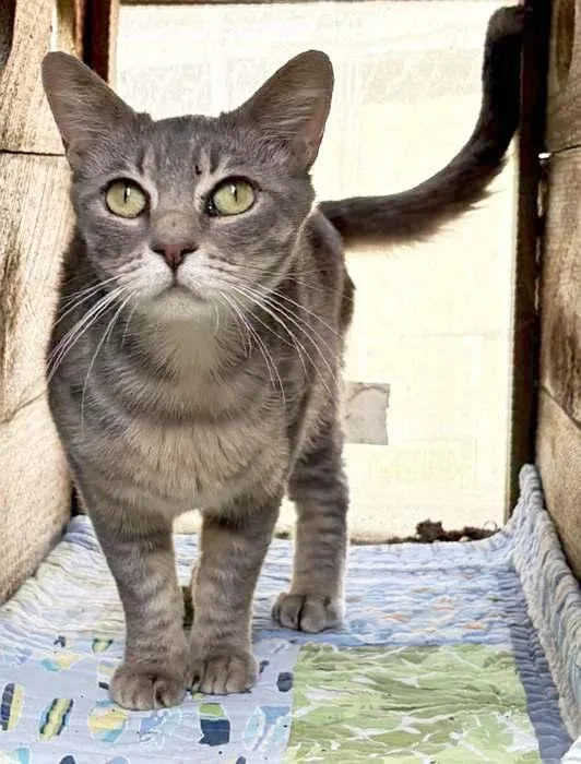 A young medium-sized female Tabby (Gray / Blue / Silver) Domestic Short Hair cat named Flora for adoption in Sequim, WA