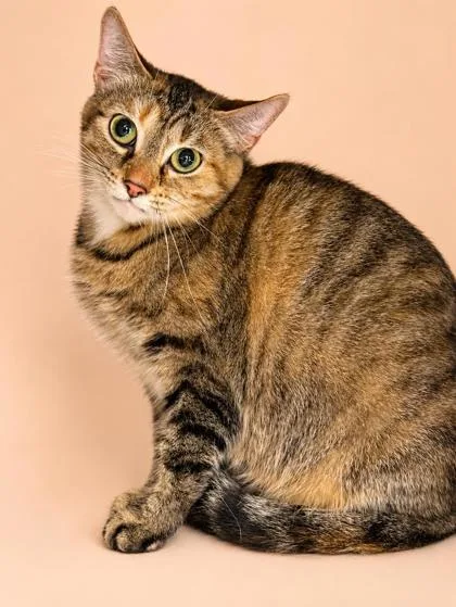 An adult medium-sized female Domestic Short Hair cat named Baby for adoption in Bowling Green, KY