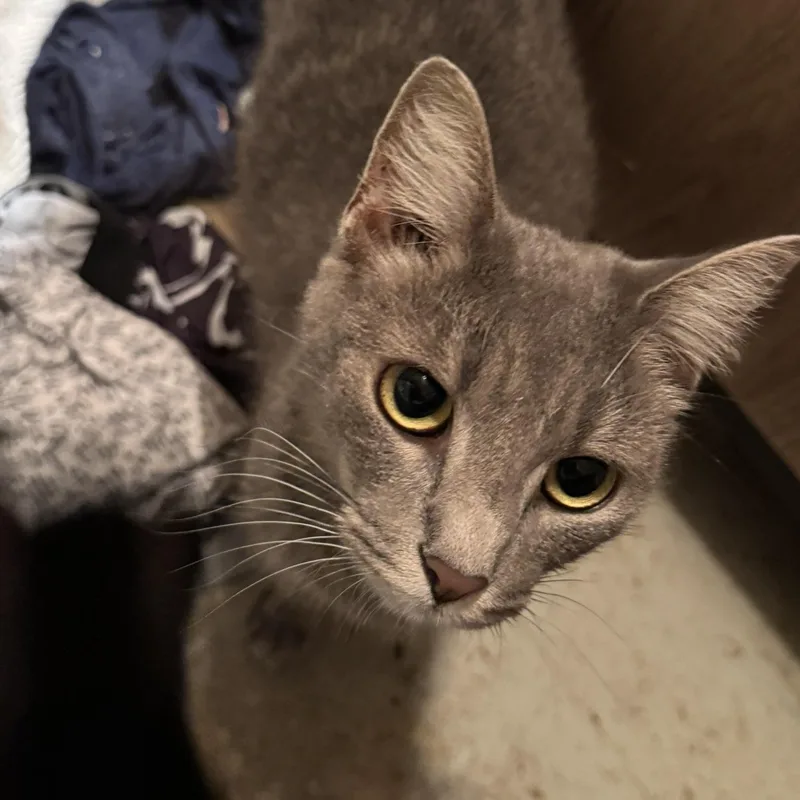 An adult medium-sized female Gray / Blue / Silver Domestic Short Hair cat named Sofie for adoption in Morgantown, WV