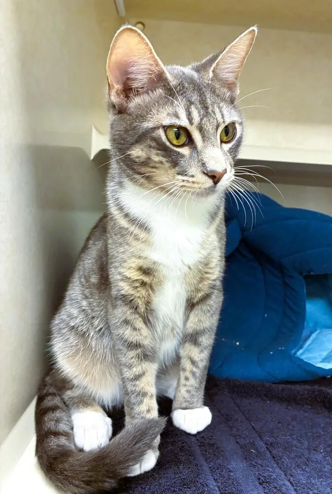 A baby medium-sized male Domestic Short Hair cat named Peter for adoption in Elmsford, NY