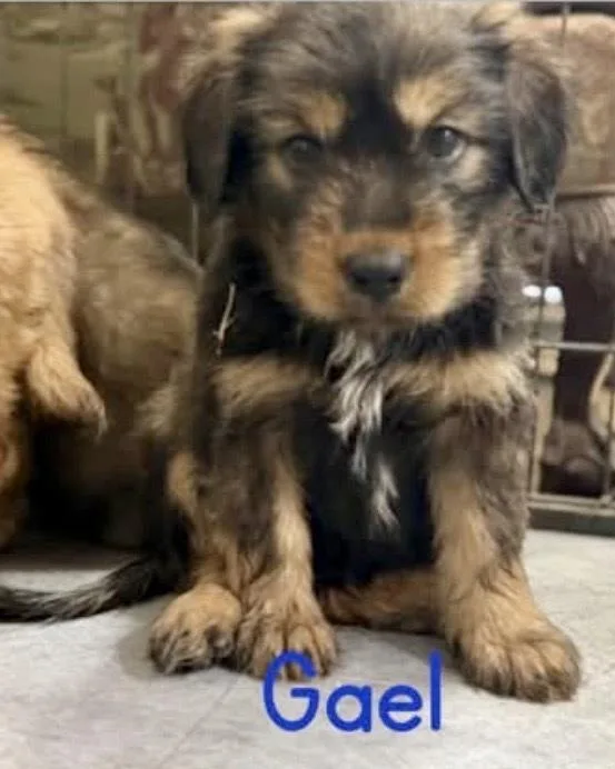 A baby small-sized male Brindle Australian Shepherd dog named Gael for adoption in Tulsa, OK