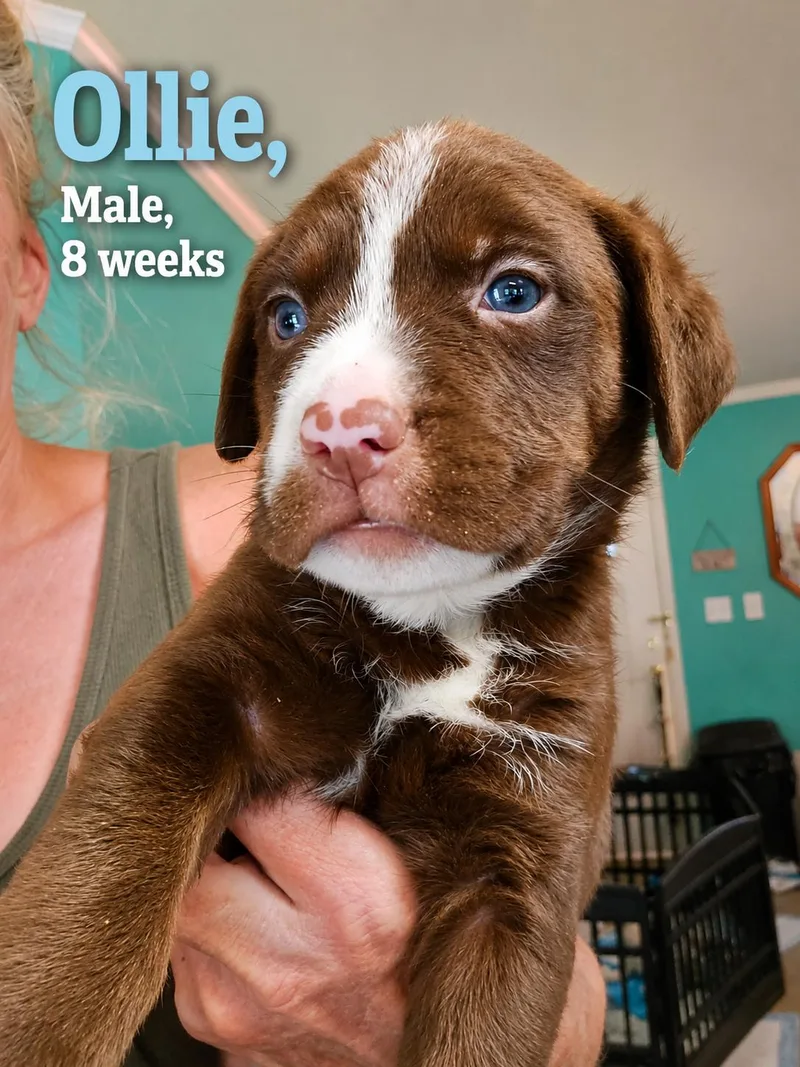 A baby medium-sized male Labrador Retriever dog named Ollie for adoption in Carmel, NY
