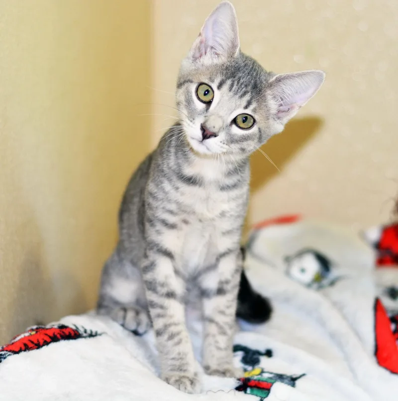 A baby medium-sized male Tabby cat named Meeny for adoption in San Clemente, CA