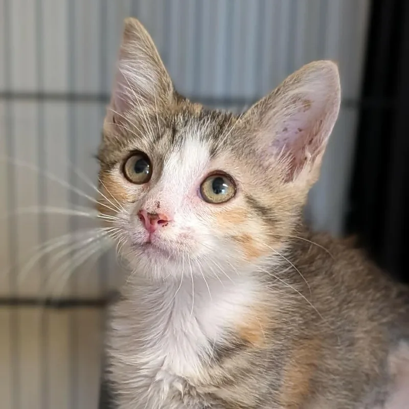 A baby medium-sized female Calico Domestic Short Hair cat named Eleanor for adoption in Cape Girardeau, MO