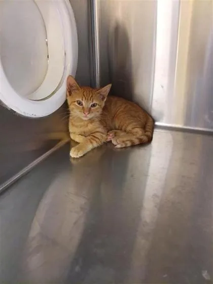 A baby small-sized male Domestic Short Hair cat named Frankie for adoption in Independence, MO