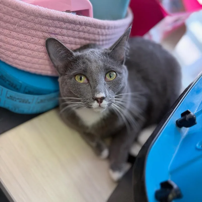 A young medium-sized female Gray & White Domestic Short Hair cat named Clairee for adoption in Morgan Hill, CA
