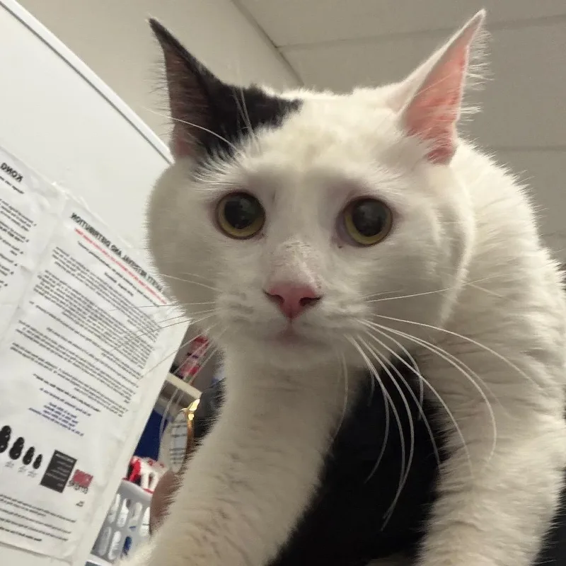 An adult medium-sized male Domestic Short Hair cat named HACCStray_ for adoption in Henderson, NV