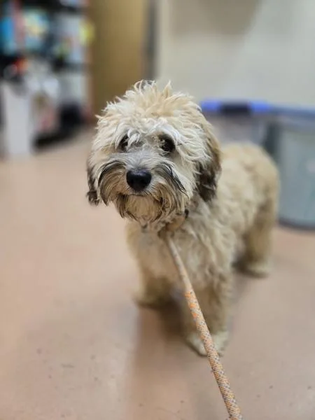 A young medium-sized male Shih Tzu dog named Mozart for adoption in Kennewick, WA