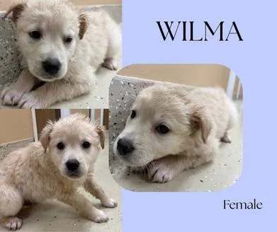 Wilma