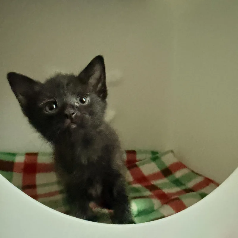 Eleanor thumbnail 4