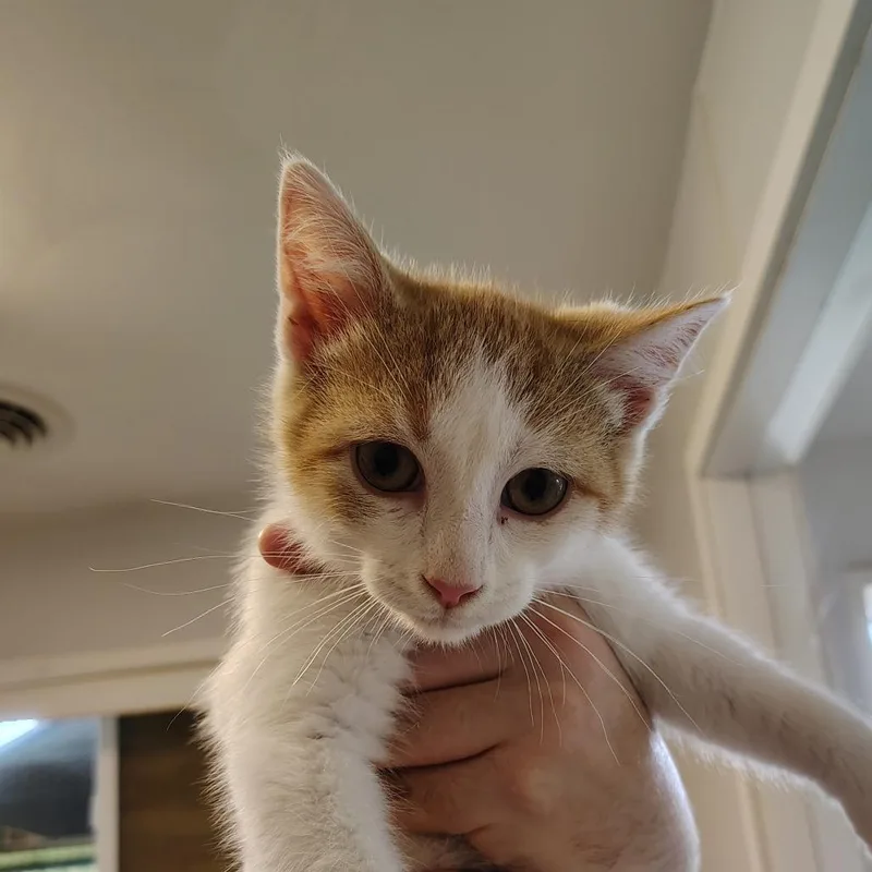 A young small-sized male Orange & White Domestic Short Hair cat named Quesadilla for adoption in Indiana, PA