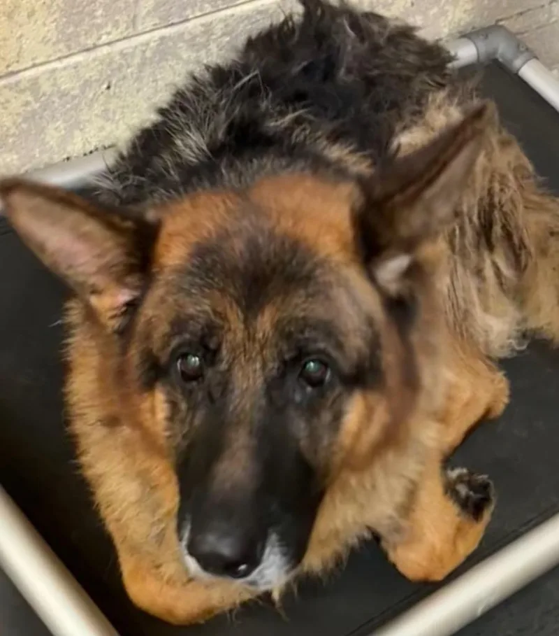 A senior large-sized male German Shepherd Dog dog named Max for adoption in Elizabethton, TN