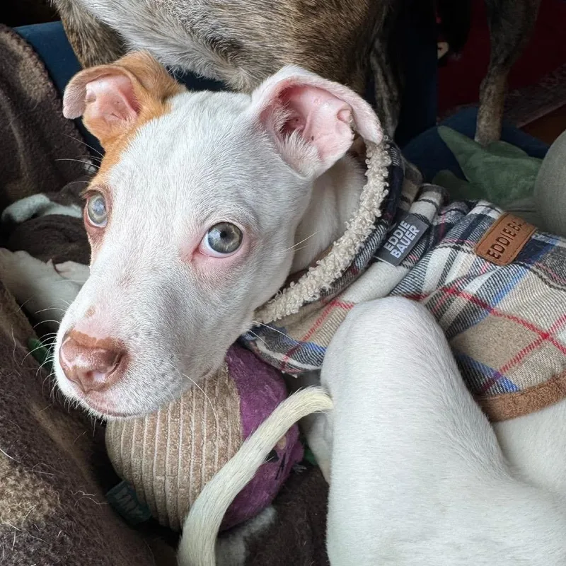 Florence thumbnail 2