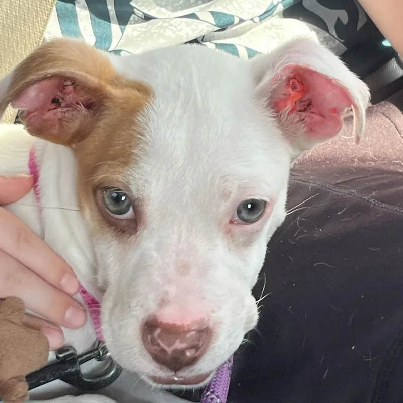 Florence thumbnail 3