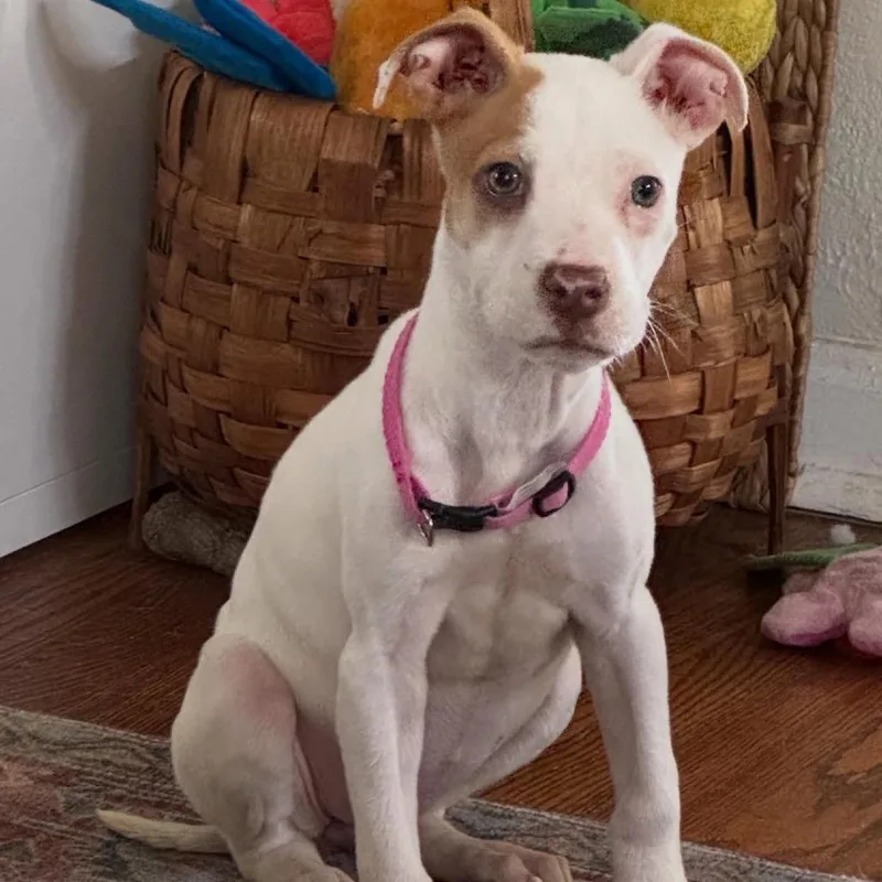 Florence thumbnail 5