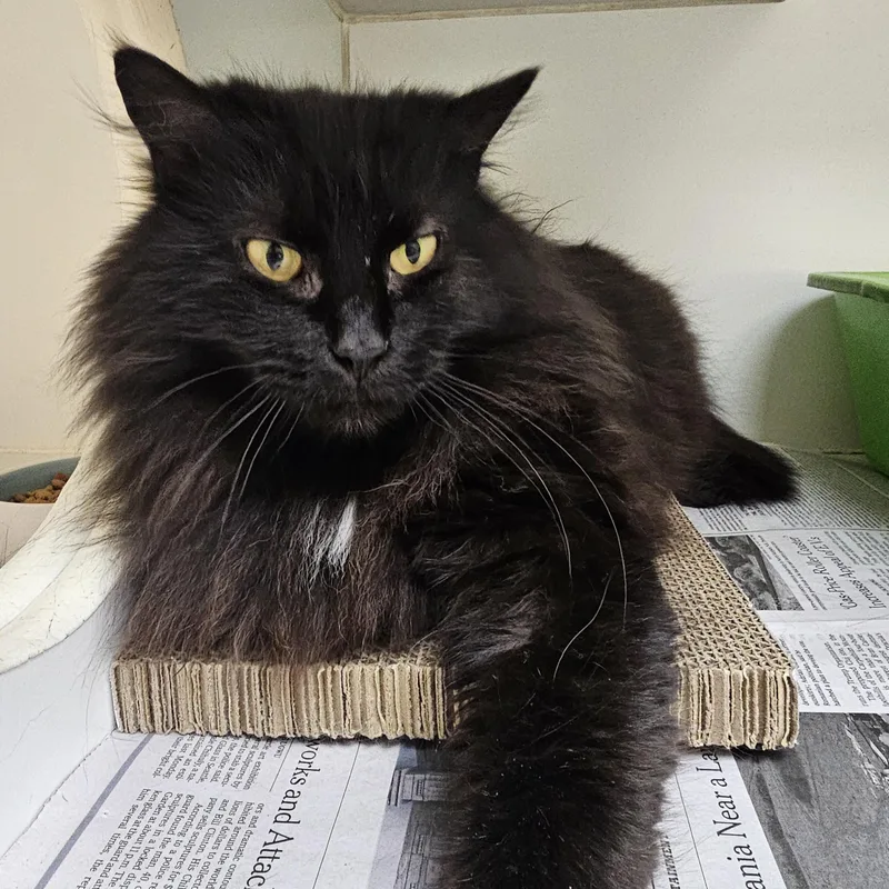 An adult medium-sized female Black Domestic Long Hair cat named Page for adoption in Norwalk, CT