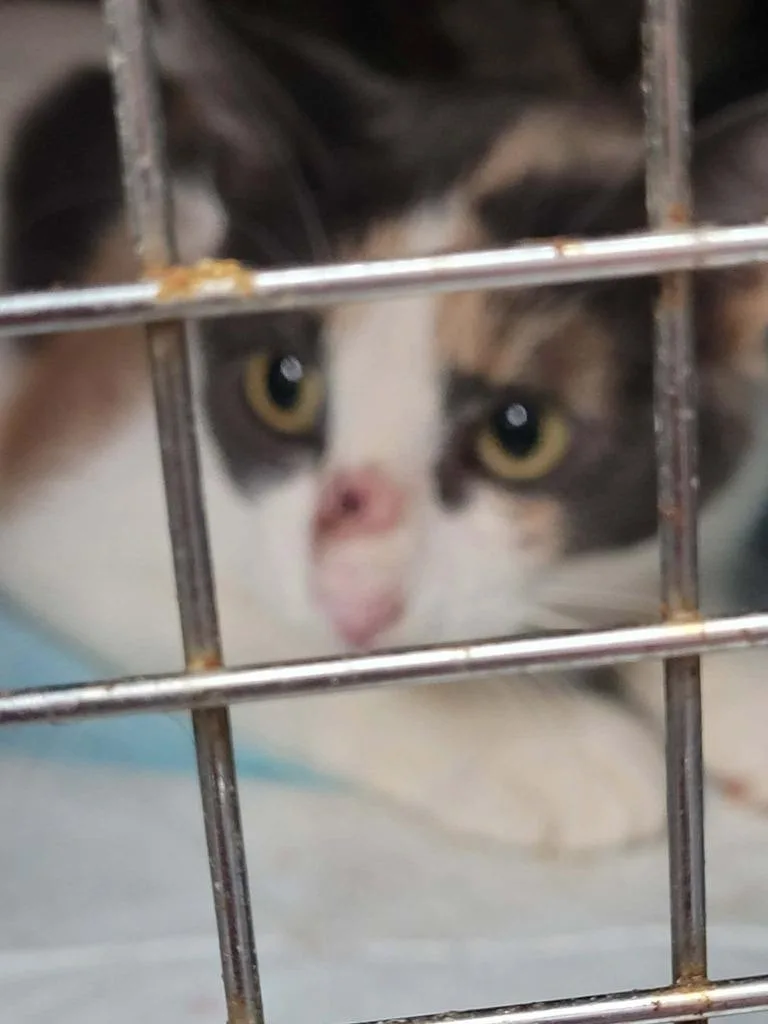 An adult medium-sized female Domestic Short Hair cat named Hines for adoption in Republic, MO