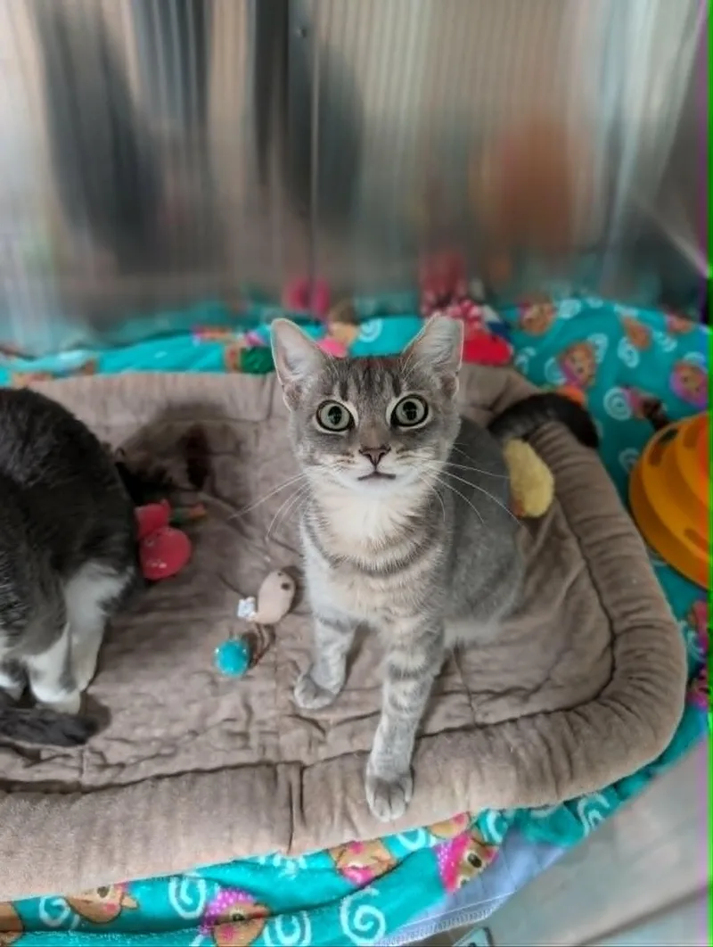 An adult medium-sized female Tabby (Gray / Blue / Silver) Domestic Short Hair cat named Cora Bonded with Cornelius for adoption in Chambersburg, PA