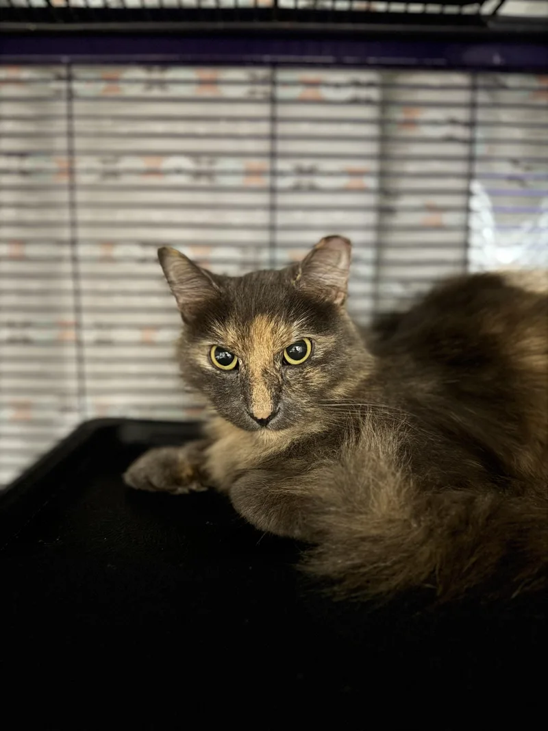 An adult medium-sized female Domestic Short Hair cat named Sable for adoption in Springfield, MO