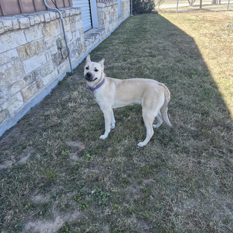 Buttercup thumbnail 2