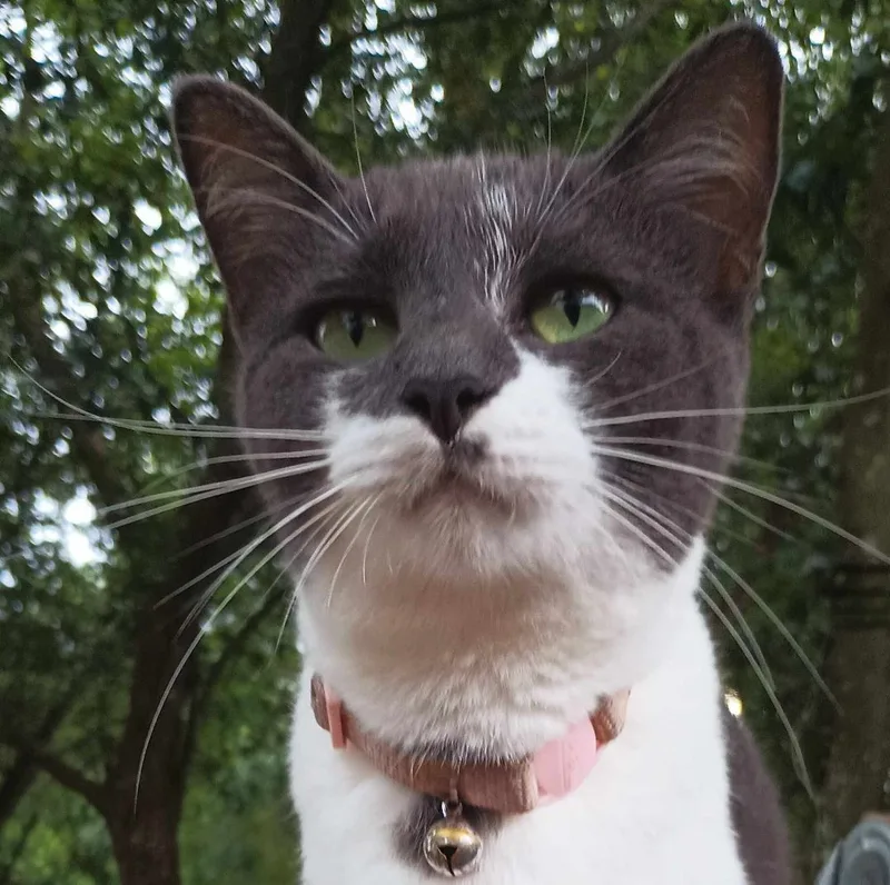 Mama Misa thumbnail 2