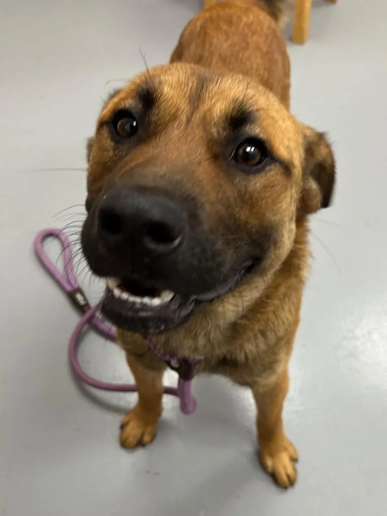 A young medium-sized male Shepherd dog named Ewok for adoption in Hartsville, SC
