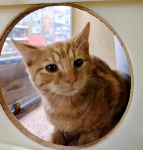 A baby medium-sized female Tabby cat named Elizabeth for adoption in Waynesboro, VA