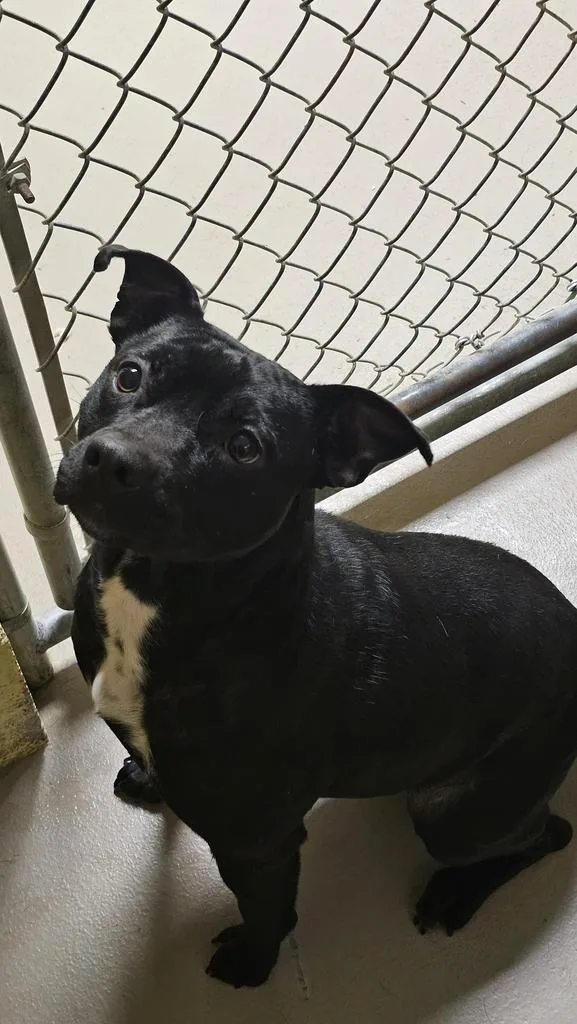 Candy Coated Rain Drop