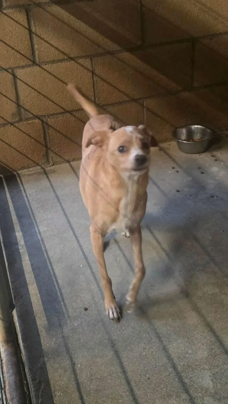 An adult small-sized female Chihuahua dog named Twiggy for adoption in Windsor, CO